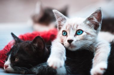 Doenças dos Gatos Domésticos: Quais são? Tem Tratamento?