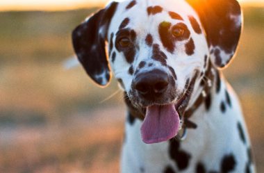 Tipos de Raças de Cachorro: Qual cão combina mais com você?
