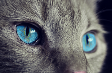 NOVO – Qual a melhor Coleira para Gatos em 2023? Como usar peitoral